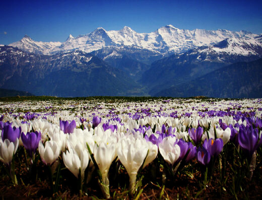 krokusbluete-alpen-eiger-moench-jungfrau-schweiz Beatenberg Tourismus