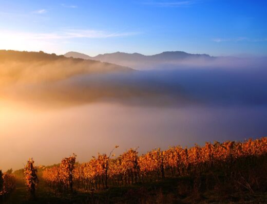 Münstertal-staufen Titel Bild Magisches Nebelmeer